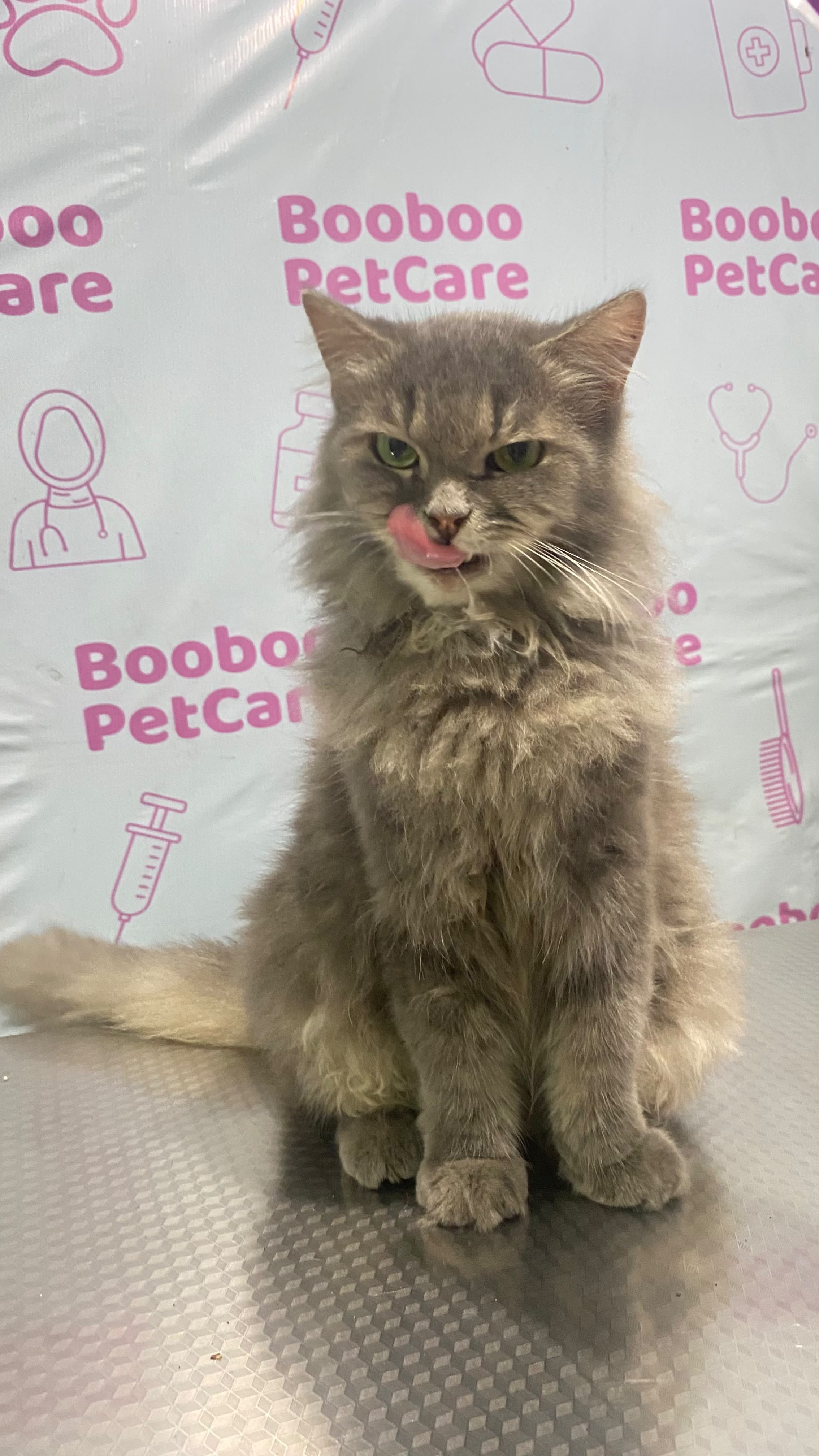 Kucing Moza — foto 2