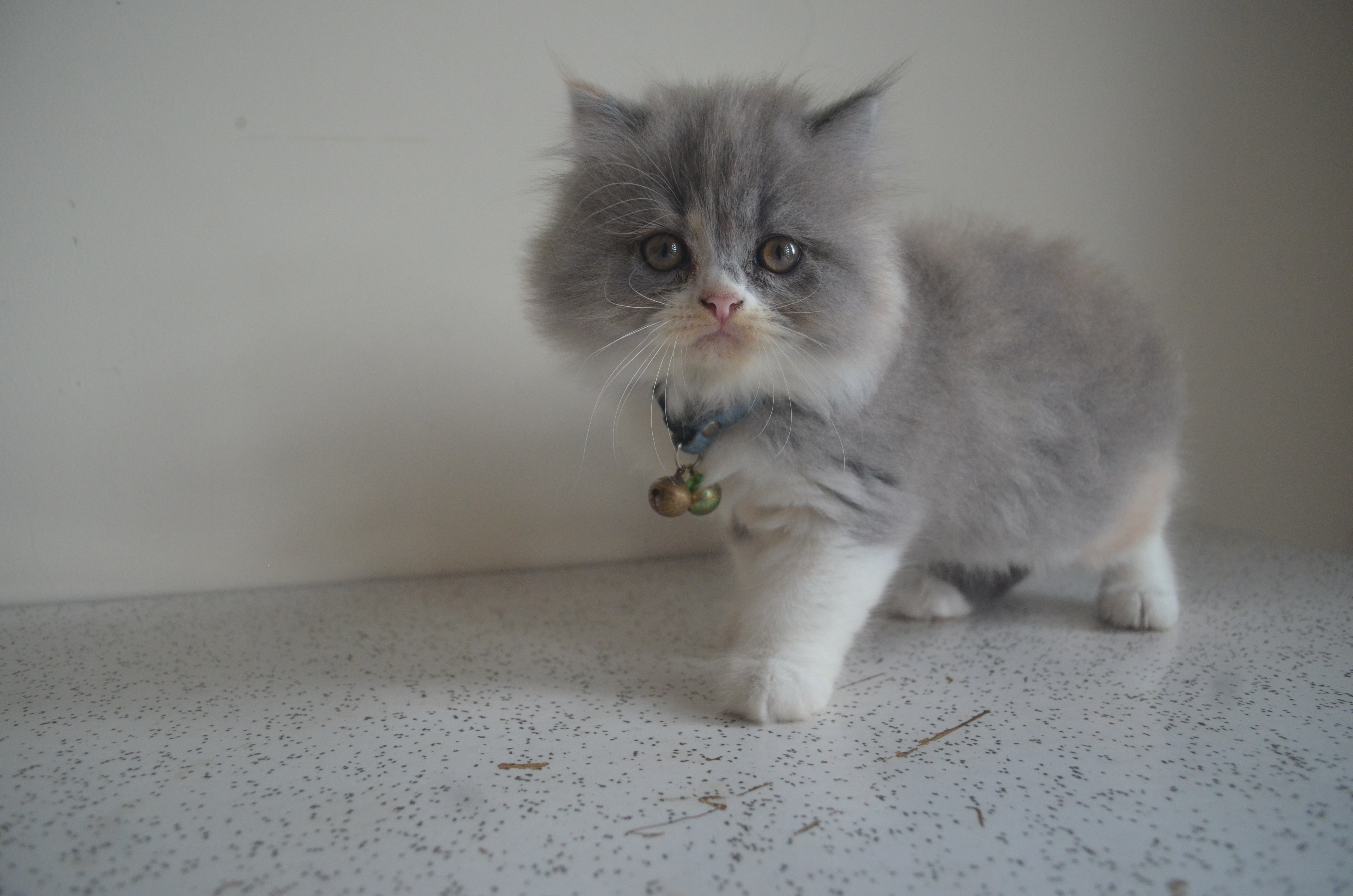 Mochi — foto 2
