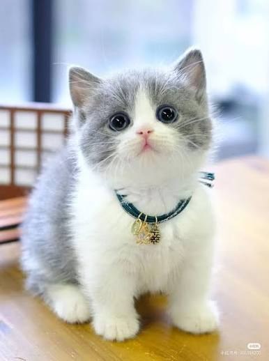 Mochi — foto 1